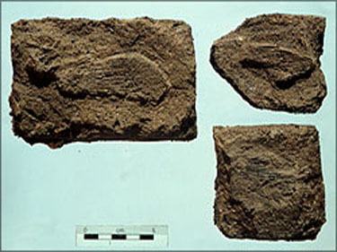 artifact